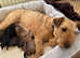 Lakeland terrier puppies for sale