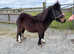 SHETLAND FILLY 2YR OLD