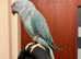 Stunning baby blue Indian ringnick parrot