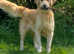 ABSOLUTELY PAWSOME LTD - LUXURY HOME DOG BOARDING & DAYCARE