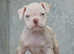 EXCEPTIONAL RATED - 5 STAR LICENSED REGISTERED BREEDER, Old tyme bulldog, Olde English bulldog, bulldog,