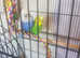 Two male budgies inc cage