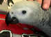 African grey parrot for sale