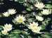 POND LILIES POTTED LARGE READY TO GO + OTHER STUFF