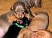 Miniature dachshund amazing colours