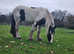Kenzo 15hh 4 year old handsome cob Gelding