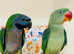 Stunning baby darbyan parrot