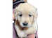KC registered health tested golden retriever puppies
