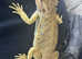 Bearded dragons available