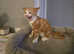 Ginger kitten boy 8 weeks old