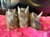 Gorgeous Angora X Giant French lop kits