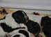 Large munsterlander puppies