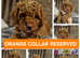 Bordoodle x colliepoo puppies ready now (Health tested)