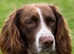 Stunning English springer spaniel x collie