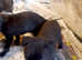 Lurcher pups