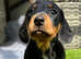 Kc registered Miniature dachshunds