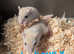 Baby gerbils