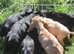 Cocker Spaniel pups, working type