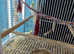 Cockatiels Glasgow