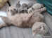 British shorthaired kittens