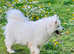 We Are Expecting Samoyed Puppies!