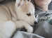 Czechwolf dog cross husky