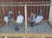 BARLESS BLUE RACING PIGEONS