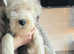 Old english sheepdog male