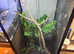 6 month old female veiled chameleon with setup