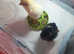Baby chicks