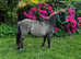 2021 registered Shetland colt