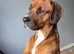 Rhodesian ridgeback