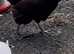22 chickens for sale and 4 chicken coops runs job lot