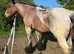 Belgium draft gelding