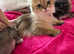 Beautiful BSH 2famale cats
