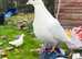A big pair of pigeons