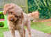 Cavapoo stud dog. DNA tested and hipscored