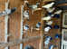 Pakistani Highflyer pigeons for sale cheap