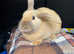 Male bunny