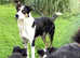Three Gorgeous Border Collie Puppies