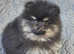 LAST 2. Top quality, Champion bloodline Pomeranian puppies