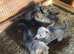 Czechoslovakian Wolfdog puppies