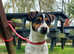 Nice jack russel male