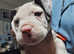 10 week old Alapaha blue blood x cane corso
