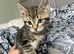 Norwegian Forest Cats are looking for new home
