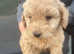 Cockerpoo puppies