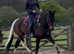 Stunning Coloured Gelding - loves to please!