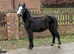 Welsh a grey colt
