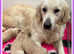 ADORABLE F1 MINIATURE GOLDEN DOODLES