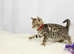 Last Little Bengal Girl Available!
